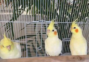 娱乐吃瓜君鸽子,揭秘娱乐圈背后的那些事儿